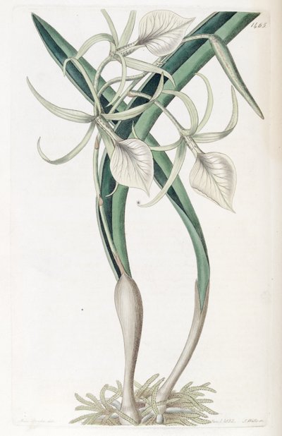 Brassavola nodosa von Miss Drake